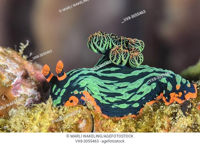 sea slug or nudibranch, Nembrotha kubarayana, Anilao, Batangas, Philippines, Pacific