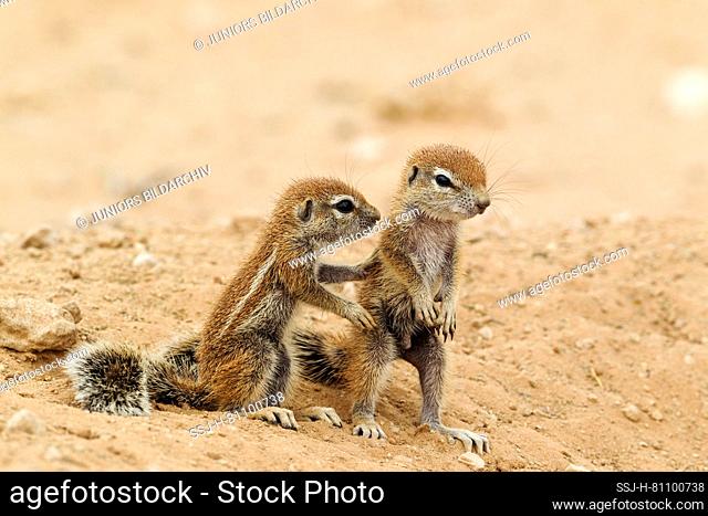 Cape Ground Squirrel (Xerus inauris). Two young at their burrow. Kalahari Desert, Kgalagadi Transfrontier Park, South Africa