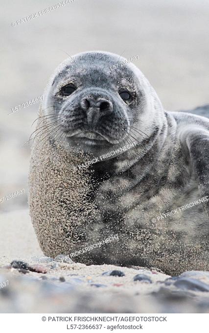 Grey seal, Helgoland-Duene, Germany