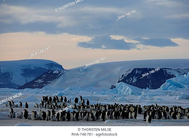 Colony of Emperor penguins Aptenodytes forsteri, Snow Hill Island, Weddell Sea, Antarctica, Polar Regions