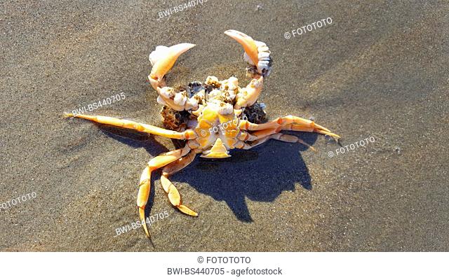 Green shore crab, Green crab, North Atlantic shore crab (Carcinus maenas), dead crab on the beach of North Sea, Netherlands