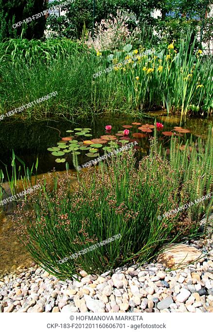 Pontederia cordata, Hippuris vulgaris, nature, flowers, plants, lake CTK Photo/Marketa Hofmanova
