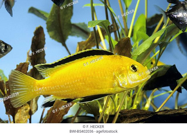 lemon yellow lab, electric yellow, yellow prince, Labido jaune (Labidochromis Yellow), swimming