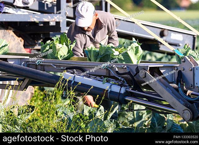 Markendorf, Germany June 23, 2020: Symbolic images - 2020 Cauliflower harvest in a field of the Biewener vegetable farm. Pictured: The harvested cauliflower...