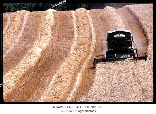 Wheat harvest. Navarre. Spain