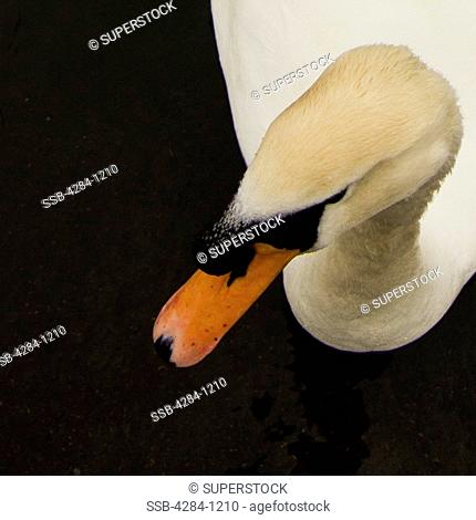 Photos of Swans taken in Hyde Park London