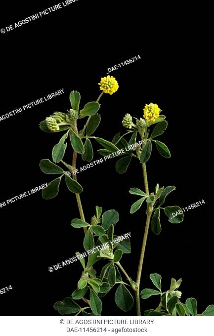 Lesser hop trefoil or Suckling clover (Trifolium dubium), Fabaceae