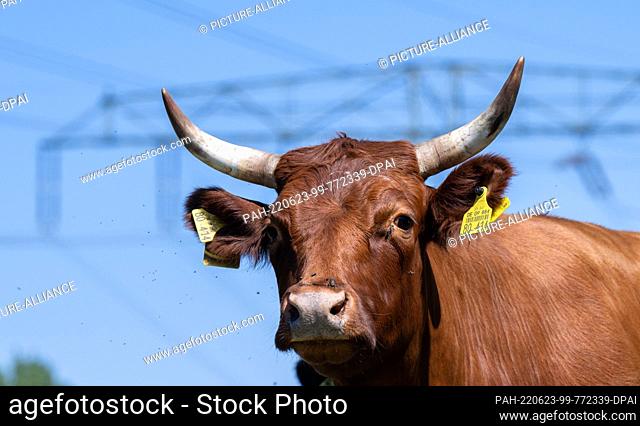 23 June 2022, Saxony, Borna: Dexter cattle graze under high-voltage power lines near Lake Bockwitz in the Leipzig district
