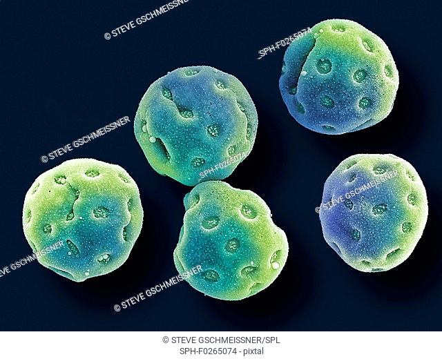 Convolvulus pollen grains. Coloured scanning electron micrograph (SEM) of pollen grains from a convolvulus flower.Convolvulus is a genus of about 200 to 250...