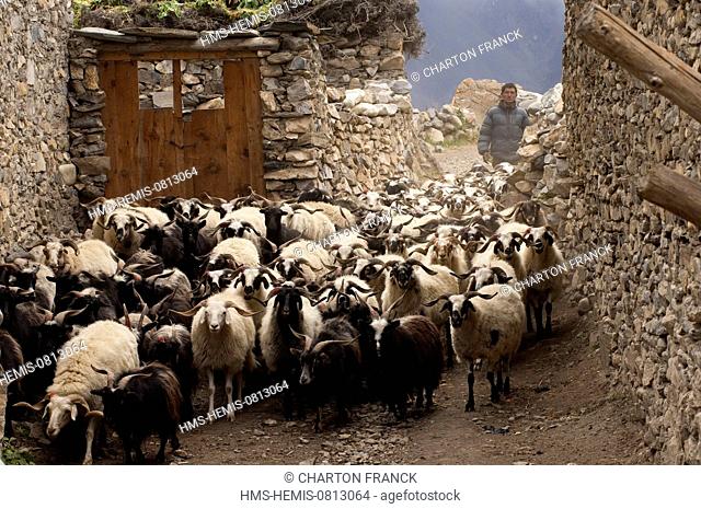 Nepal, Karnali Zone, Dolpo Region, Charkha, return of the flock