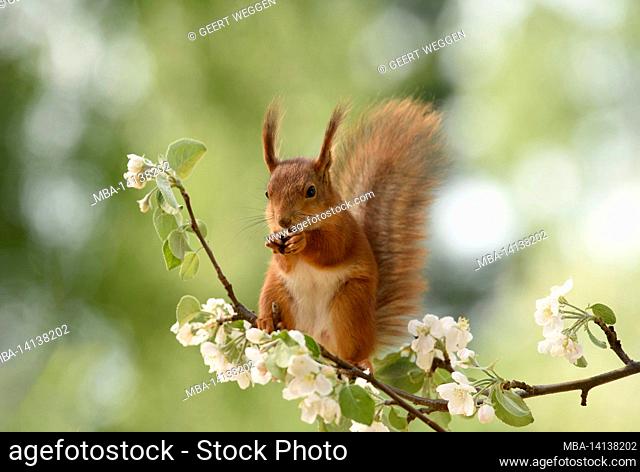 red squirrel is sitting on an apple flower branch