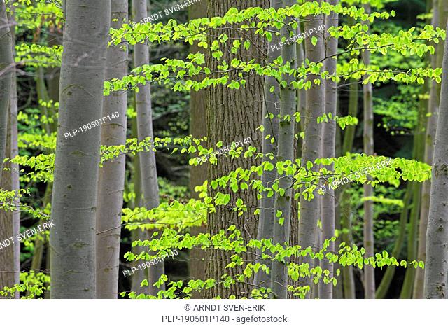 New leaves on European beech / common beech (Fagus sylvatica) trees in deciduous forest in spring