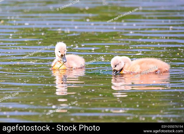 chickens of bird mute swan (Cygnus olor) swim in spring on pond with reflection, Czech Republic Europe wildlife