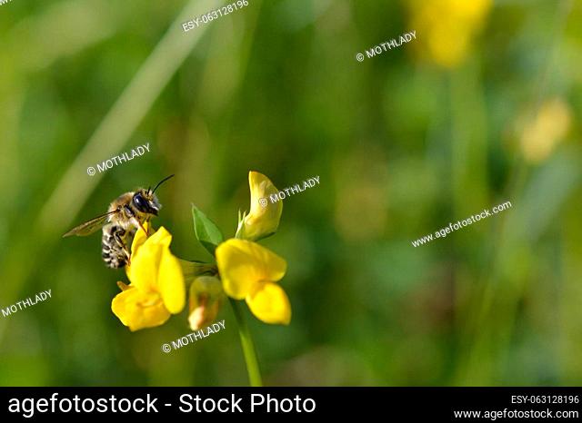 Bee on a yellow wildflower in nature close up macro, pollinating, gathering nectar