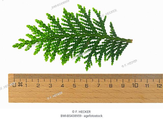 yellow cedar, eastern white cedar (Thuja occidentalis), branch, cut out, with ruler