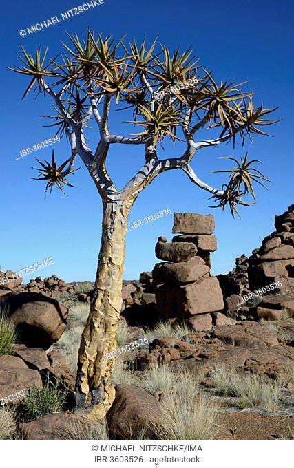 Quiver Tree or Kokerboom (Aloe dichotoma) and rock formations at the Giants' Playground