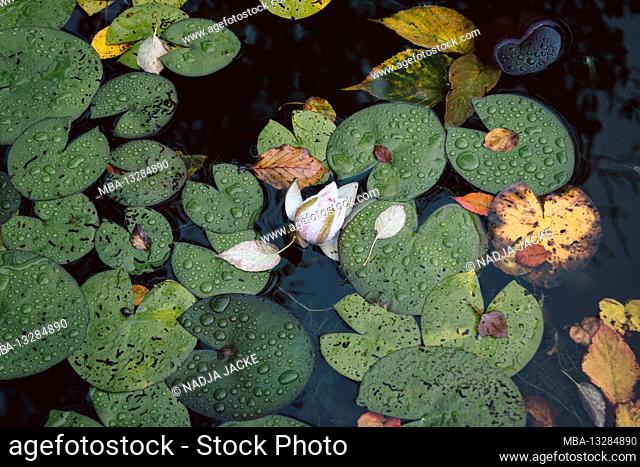 Water, pond roses, leaves, flowers, detail