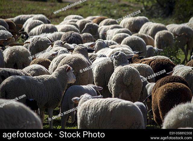 Close up view of a herd of white sheep on the field