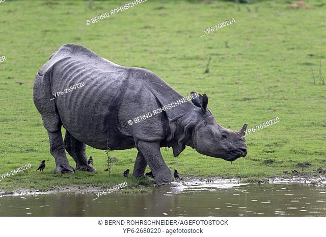 drinking Indian rhinoceros (Rhinoceros unicornis), threatened species, and Jungle mynas (Acridotheres fuscus), Kaziranga National Park, Assam, India