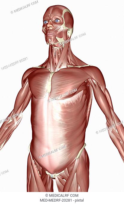 The muscles of the upper body