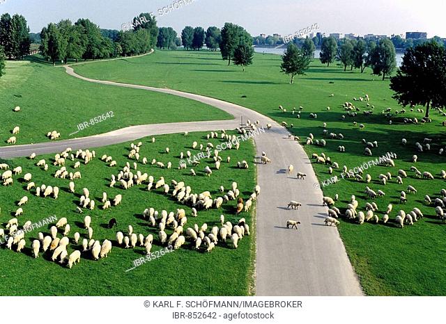 Large herd of sheep grazing in a green meadow, left and right of a road, bird's eye view, Rheinaue wetlands of Duesseldorf, Lower Rhein region
