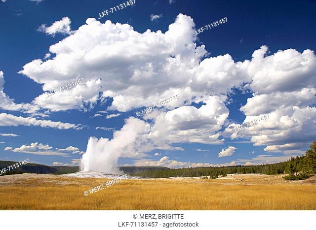 Upper Geyser Basin , Activity of Old Faithful Geyser , Yellowstone National Park , Wyoming , U.S.A. , America