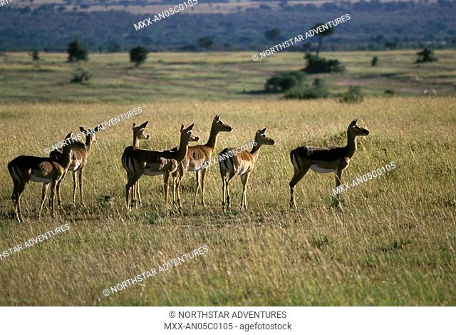 Impala, Serengeti Plains, Tanzania