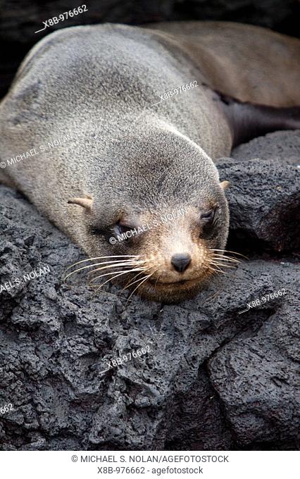 Galapagos fur seal Arctocephalus galapagoensis hauled out on lava flow in the Galapagos Island Archipelago, Ecuador  MORE INFO: This small pinniped is endemic...