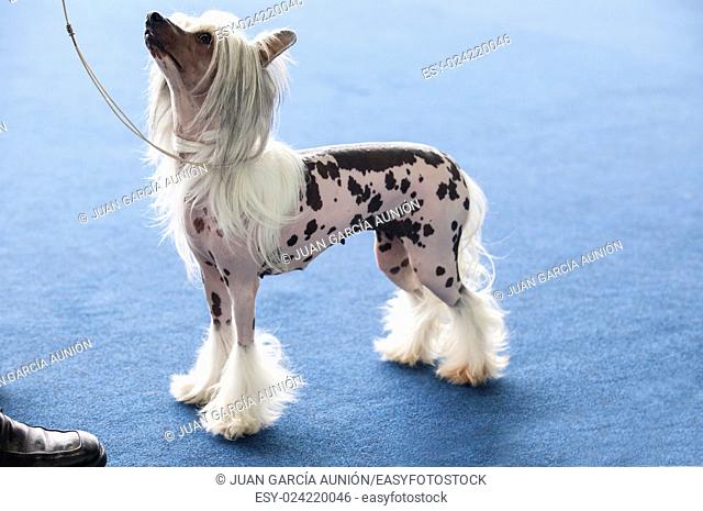 Portrait of young chinese crested dog looking up