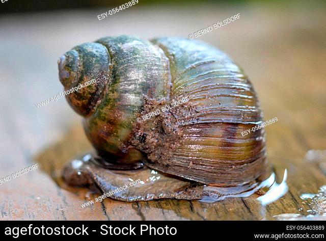 Marsh snail, Viviparidae, sits on a wooden walkway above a small garden pond