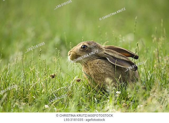 European Brown hare (Lepus europaeus) sitting in a meadow, Germany