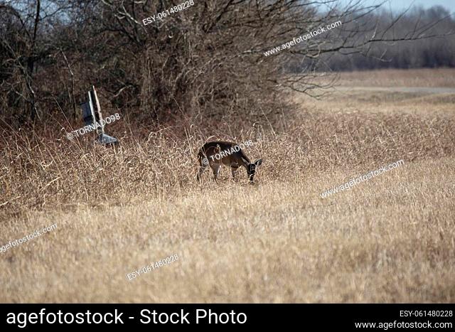 Three-legged white-tailed doe deer (Odocoileus virginianus) foraging in grass