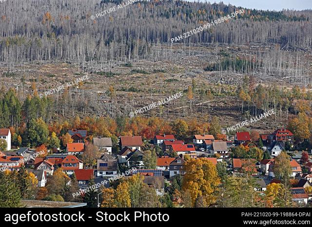 20 October 2022, Saxony-Anhalt, Schierke: Dead forest areas surround the Harz village of Schierke. The dead spruce stands have fallen victim to the dry climate...