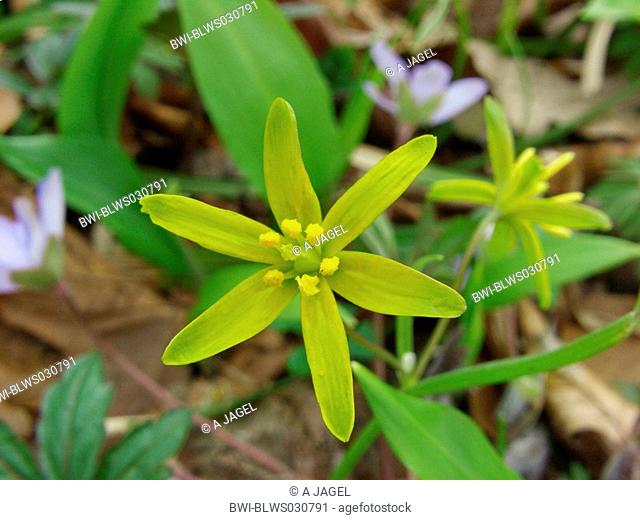 yellow star-of-bethlehem Gagea lutea, flower