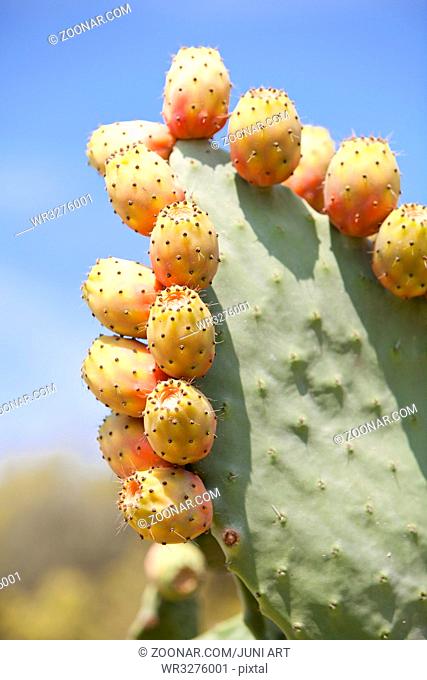 frische leckere Kaktusfeigen am Kaktusblatt mit blauem himmel im freien im Sommer