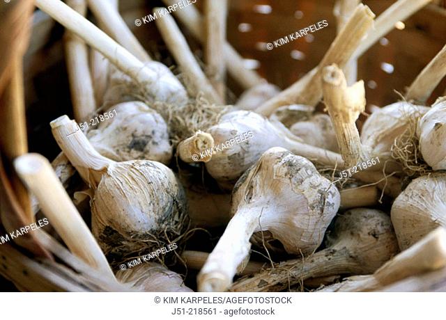 Basket of garlic heads