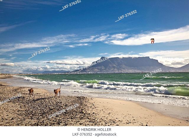 Beach impression at Bloubergstrand with views of Table Mountain and Cape Town, Western Cape, South Africa, RSA, Africa