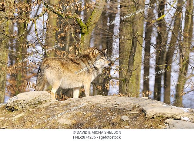 Grey wolf Canis lupus standing in forest