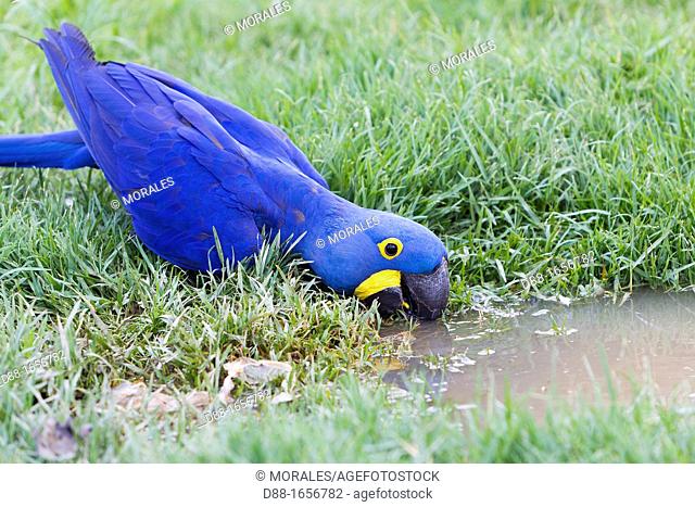 Hyacinth Macaw (Anodorhynchus hyacinthinus), adult drinking in a pond, Pantanal area, Mato Grosso, Brazil