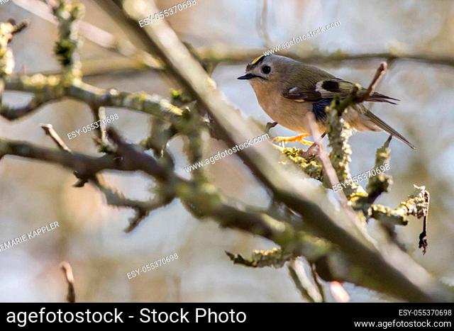A Goldcrest is sitting on a branch
