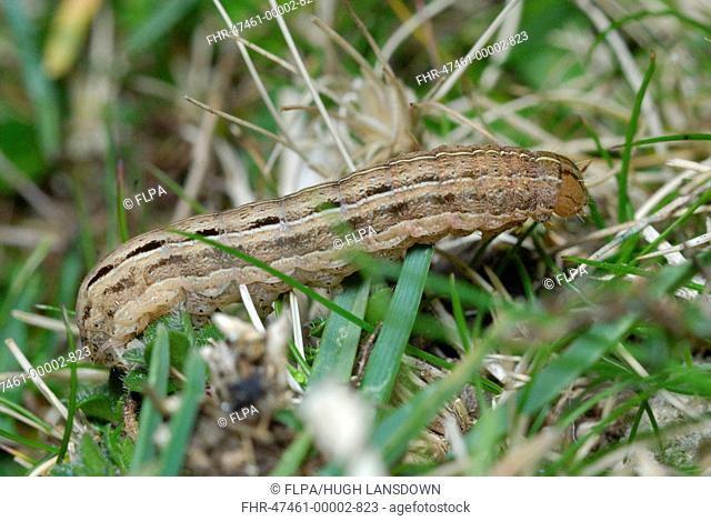 Square-spot Rustic Moth Xestia xanthographa caterpillar, feeding on grasses, on coastal cliffs, Port Eynon, Gower Peninsula, West Glamorgan, South Wales, april