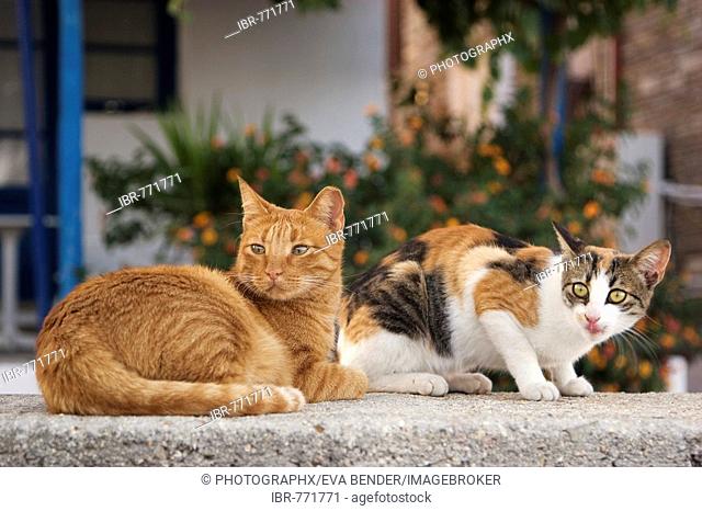 Two cats, one orange tabby and one calico