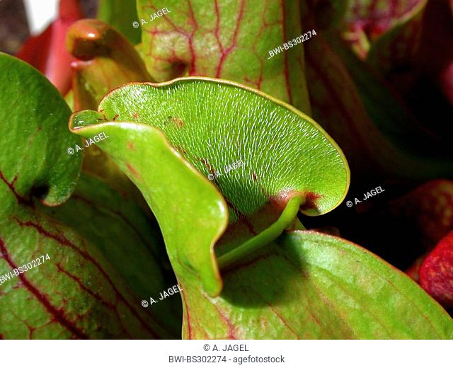 northern pitcher plant (Sarracenia purpurea), cap of the leaf