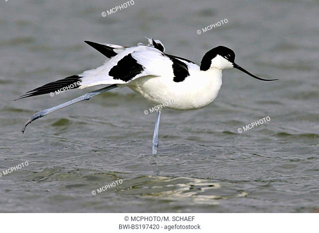 pied avocet (Recurvirostra avosetta), standing in shallow water, stretching a leg, Netherlands, Texel