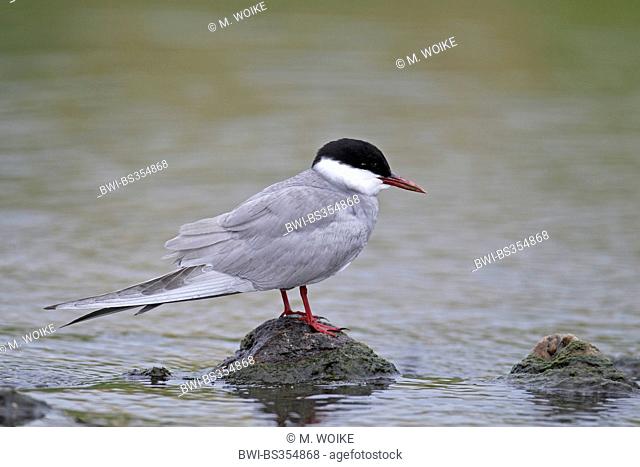 whiskered tern (Chlidonias hybrida), stands on a stone in the water, Greece, Lesbos