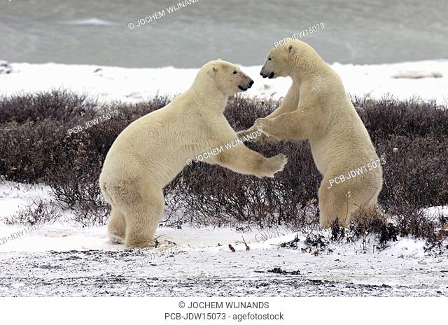 Manitoba, Churchill, young male Polar bears playfighting while waiting for the ice of the Hudson bay to freeze over