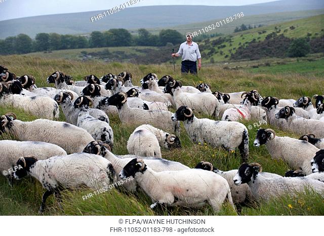 Domestic Sheep, Swaledale ewes, flock on moorland, with shepherd in background, Dartmoor, Devon, England, August
