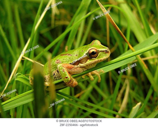 Pacific treefrog in a grassy meadow on Vancouver Island, British Columbia, Canada