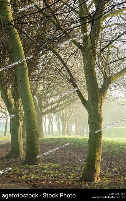 Foggy winter morning in Southwick, West Sussex, England