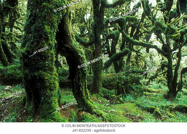 Silver beech forest Manuoha Track Te Urewera National Park New Zealand